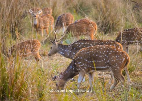 Garjiya Zone Safari remains open during this monsoon season