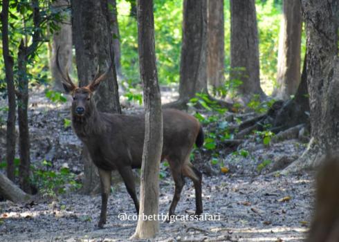 Corbett Heritage Jungle Safari