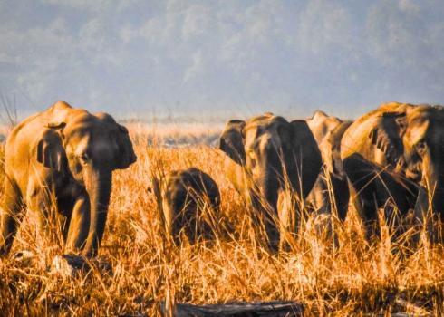Mysterious Death of Elephant In Jim Corbett