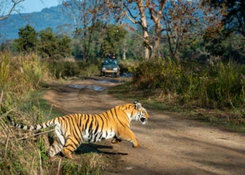 Top Summer Activities in Jim Corbett National Park