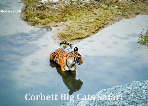Monsoon Magic: What to Know Before Visiting Jim Corbett in the Rainy Season