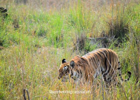 Offbeat Experiences in Jim Corbett: Beyond the Safari