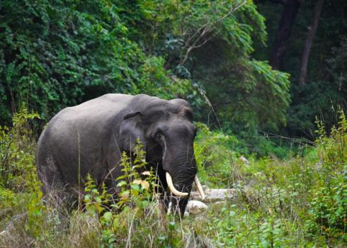 Good News for Wildlife Lovers: Elephant Safari Resume in Corbett Reserve