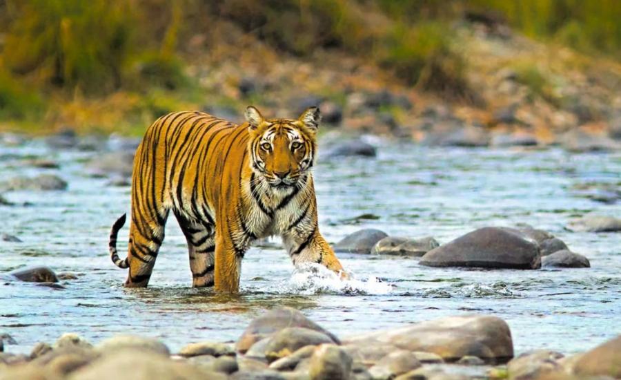 Shifitng Of Tigiris From Corbett To Rajaji National Park